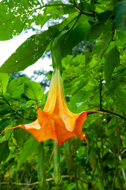 Drug plant datura flower medicine poison flower