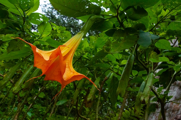 Drug plant datura flower medicine poison flower