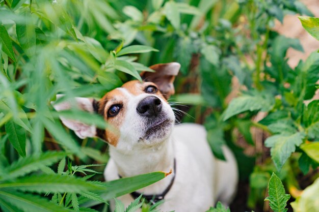 A drugseeking dog barks at cannabis plants