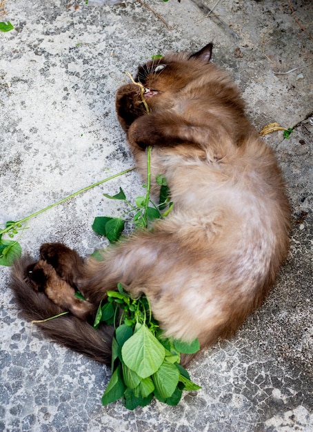 Drunk cat after playing nettle cat or Acalypha indica or catnip on the floor