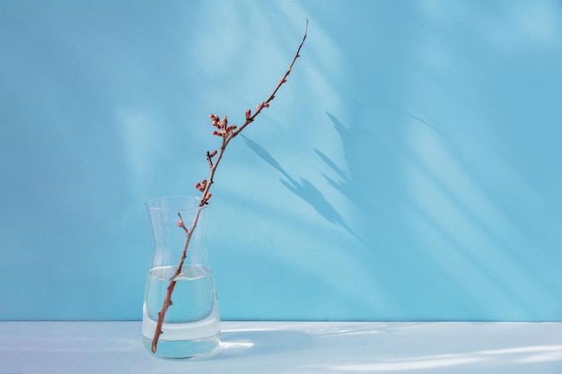 Dry apple branch with buds in a vase