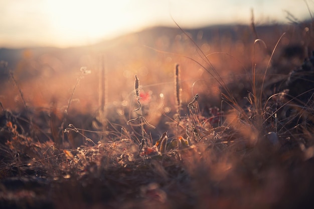 Dry autumn grasses in a forest at sunset. Macro image, shallow depth of field. Beautiful autumn nature background