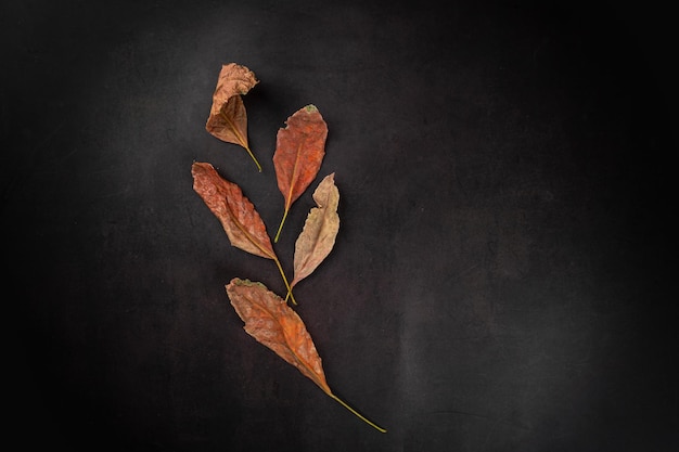 Dry autumn leaves flat lay on black background with copy space