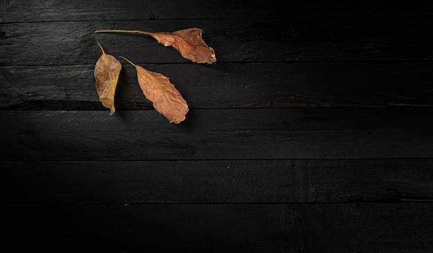 Dry autumn leaves flat lay on black background with copy space