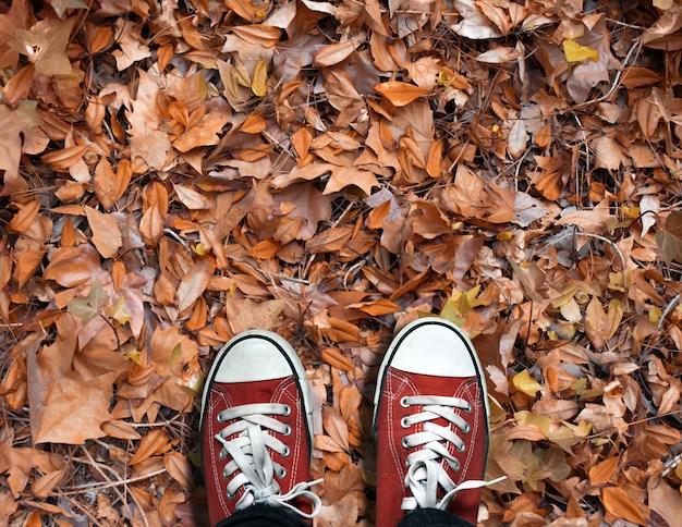 Dry autumn leaves in a forest shoes over dry leaves in autumn