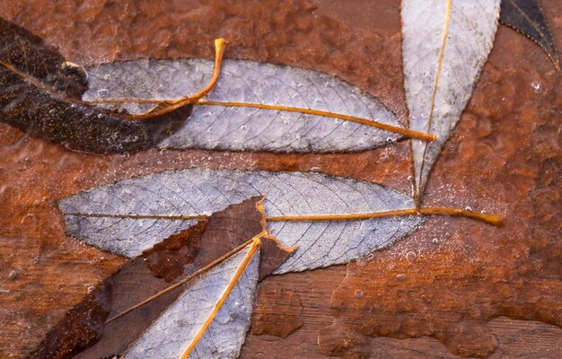 Dry autumn leaves in ice in winter.