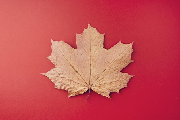 A dry autumn maple leaf lies on a red background closeup Minimal autumn concept flat flat top view copy space Symbol of Canada Canada Day