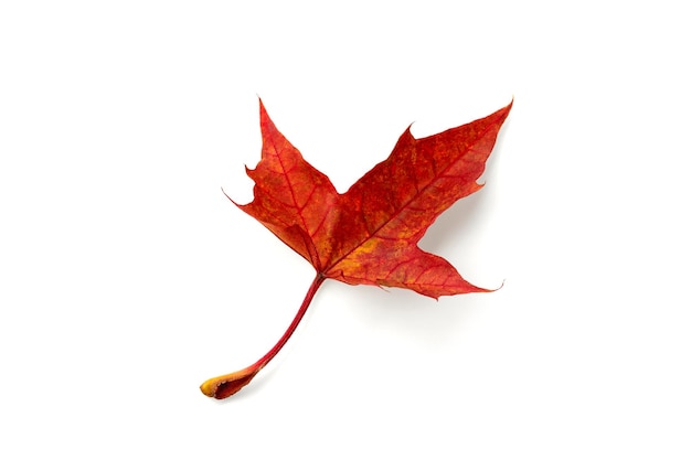 Dry autumn red fallen maple leaf isolated on white background