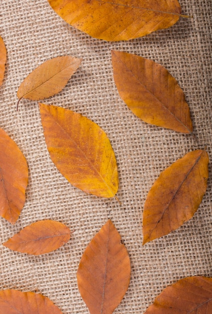 Dry Autumn time leaves in view