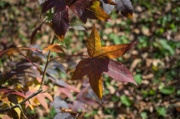 Dry Autumn time leaves in view