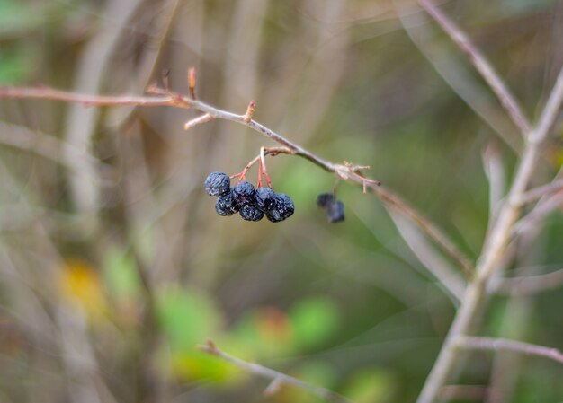 Photo dry black berries on a branch in the forest