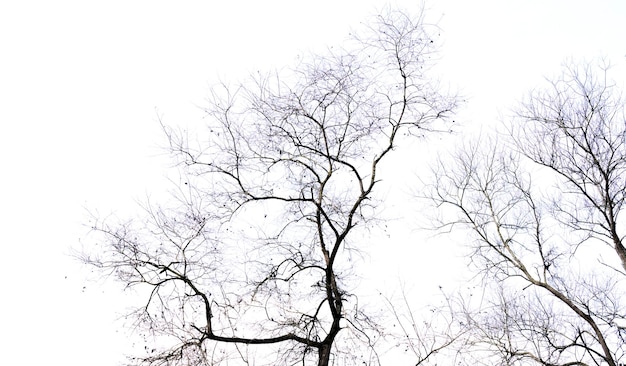 Dry branch isolated on white background