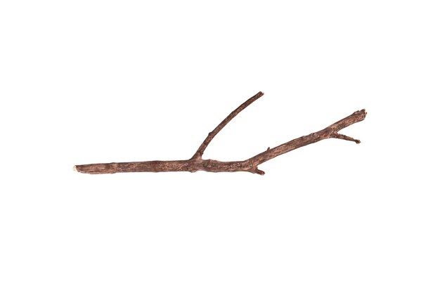 Photo dry branch isolated on white background