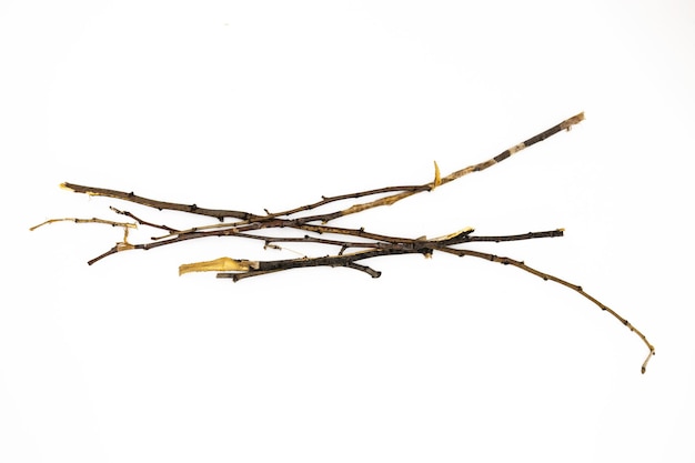 Dry branch isolated on white background