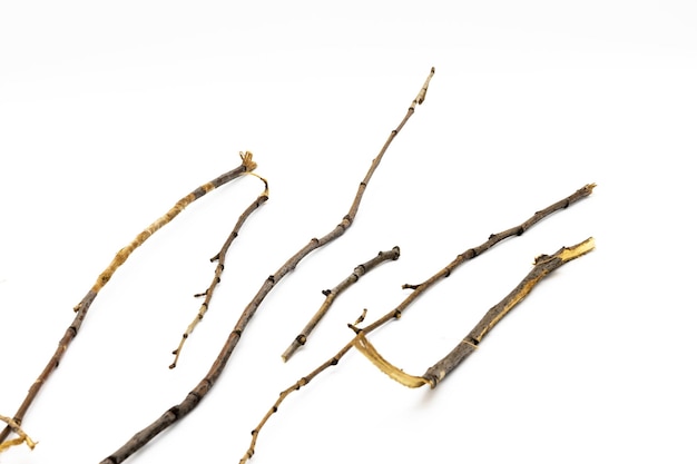 Dry branch isolated on white background