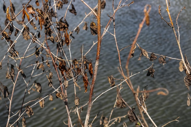 Dry branches closeup on the background of a reservoir