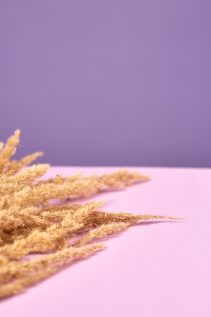 Dry branches of Pampas grass on violet background trendy color Copy space