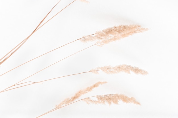 Dry branches of pampas grass on a white background closeup beautiful flowers of beige reeds