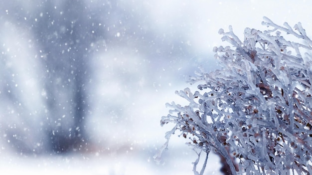 Dry branches of plants covered with ice in bad weather in winter Icing in winter during thaw and frost