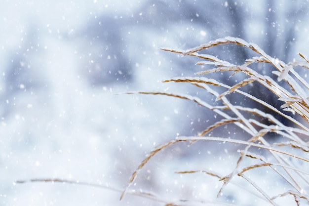 Dry branches of plants covered with ice in bad weather in winter Icing in winter during thaw and frost