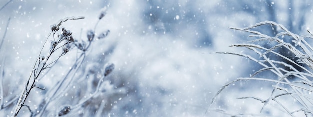 Dry branches of plants covered with ice in bad weather in winter Icing in winter during thaw and frost