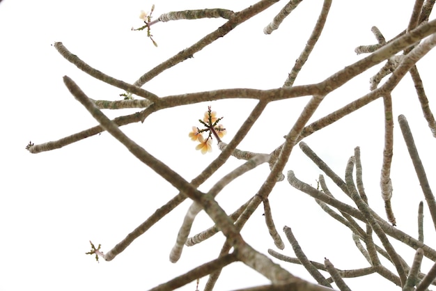 Dry branches and Plumeria flower on white background