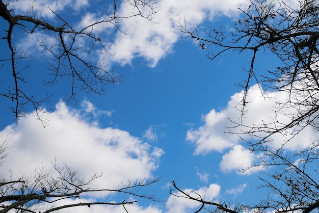 Dry branches with blue skies as the background.