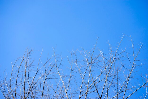 Dry branches with blue sky like death with light.