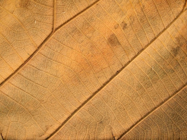 dry brown leaf texture