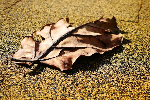 Dry brown leaf on wooden background