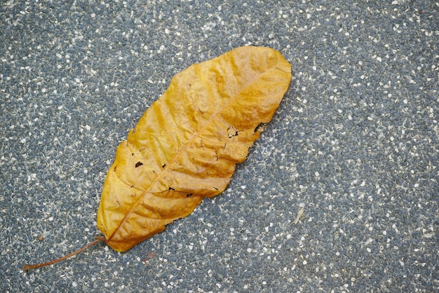 Dry brown leaf on wooden background