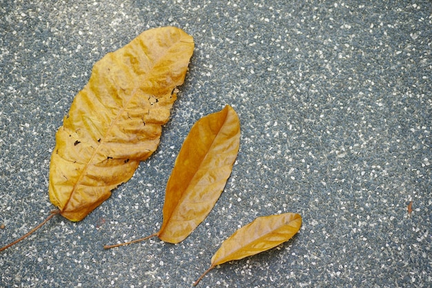 Dry brown leaf on wooden background