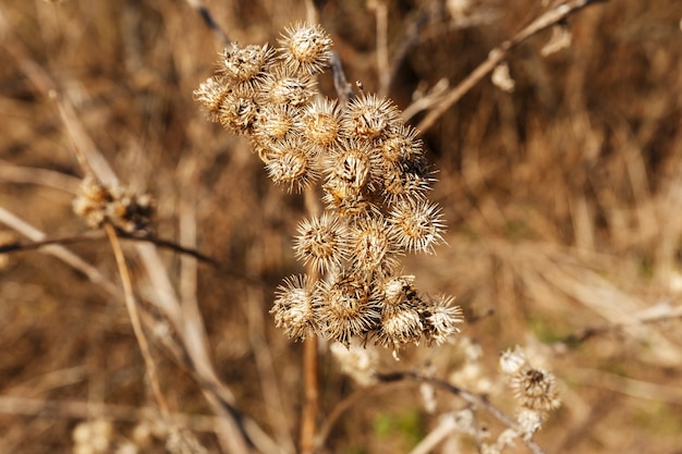 Dry burdock flower close up. Selective focus. Dry greater burdock