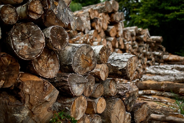 Dry chopped sawn wooden logs wooden pole texture