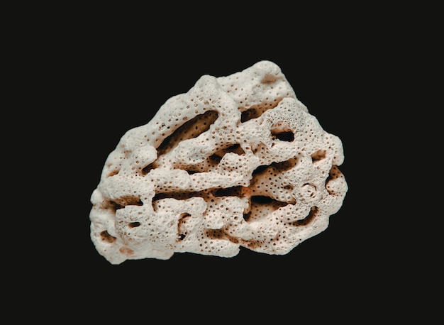 Dry coral isolated on a black background