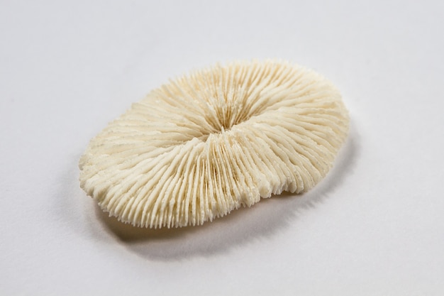 Dry coral isolated on a white background