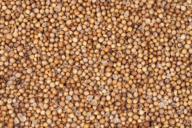 dry Coriander herb on texture background.