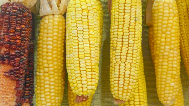 Dry corn cobs hanging on the wall