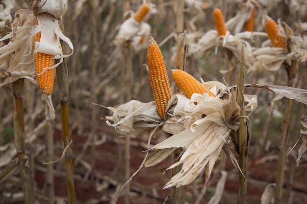 Dry corn in field in harvest season