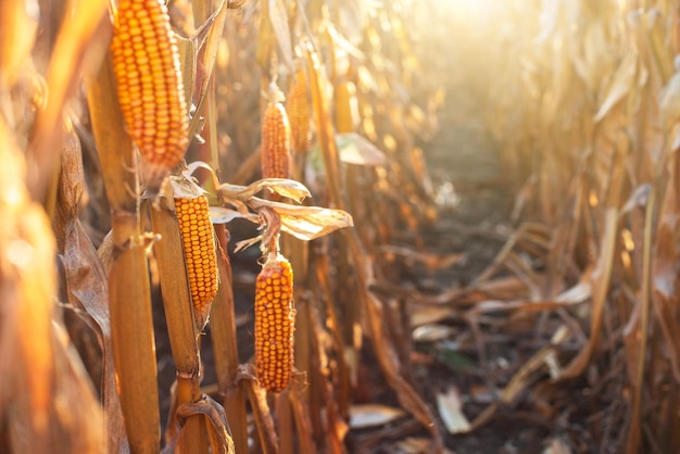 Dry corn stalks with cobs backlit by sun at fields autumn time