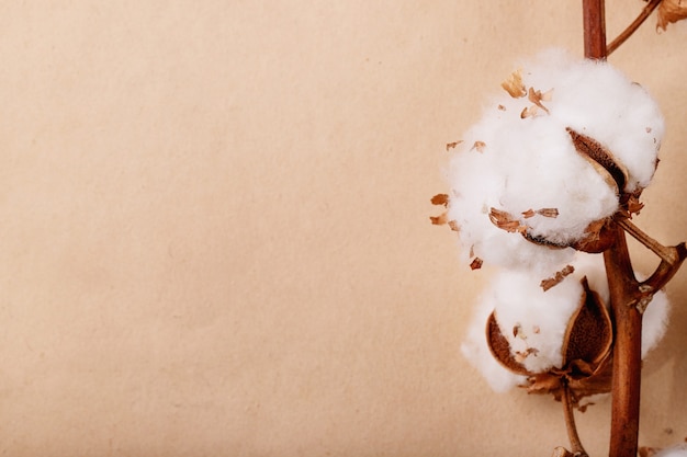 Dry cotton flower over brown paper surface. Top view, flat lay. Creative lay out