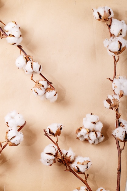 Dry cotton flower over brown paper surface. Top view, flat lay. Creative lay out