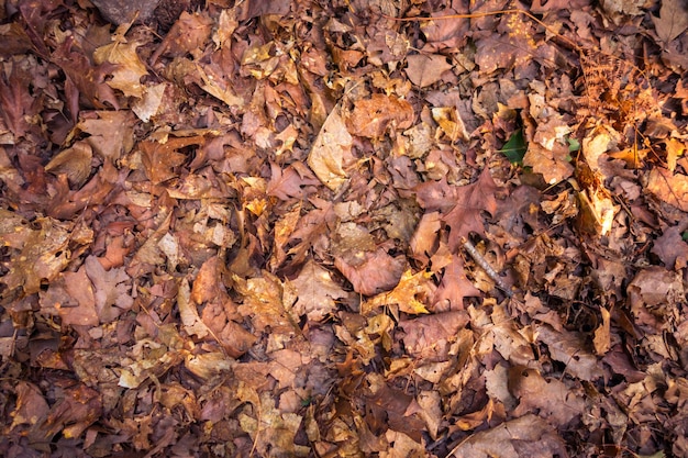 Dry dead leaves on the ground Autumn background texture