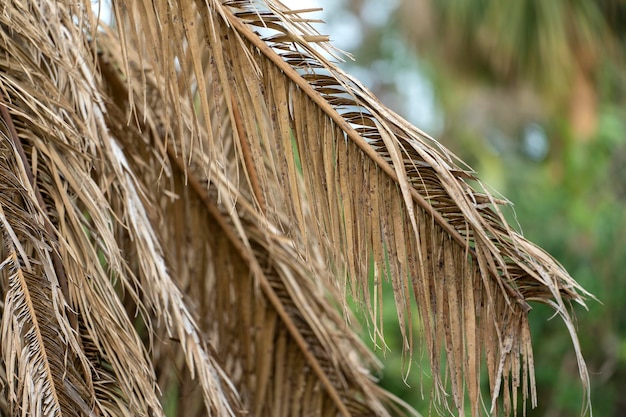 Dry dead palm tree on Florida home backyard