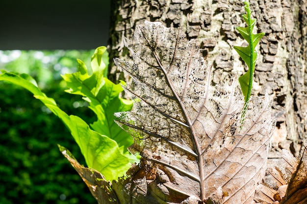  Dry decay brown leaf