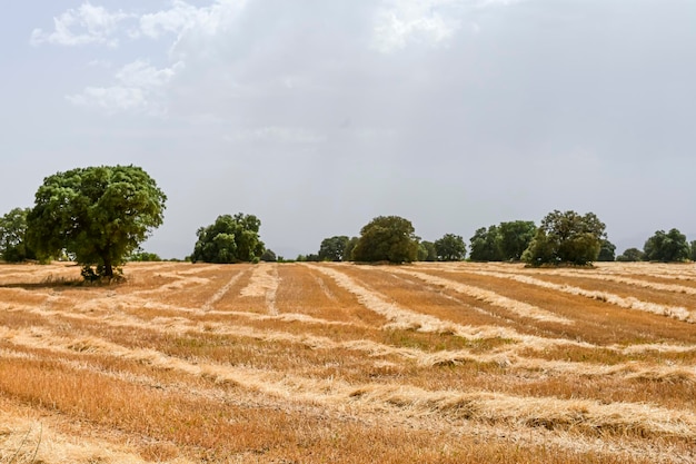 Dry in the dehesa after being harvested