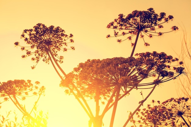 Dry dill plant against sunset sky