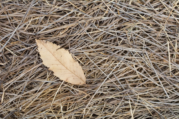 Dry and fallen leaf in the autumn on the straw of the field