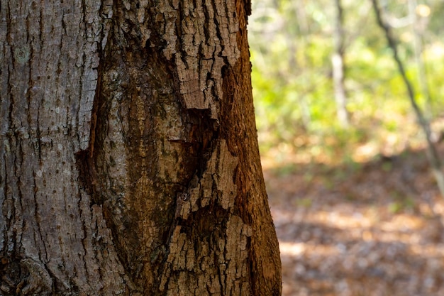 A dry fatfree tree eaten by a bark beetle A sick tree without bark Damaged trees in the forest from pesticides and agrochemicals