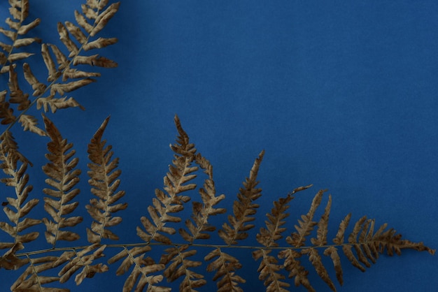 Dry fern leaf on a blue background dry autumn leaves of forest fern dark blue background copy space